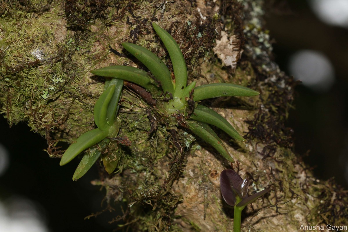 Phreatia jayaweerae Ormerod